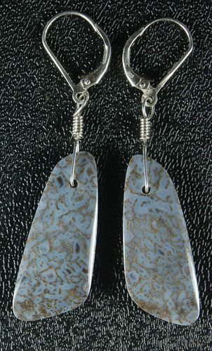 Powder Blue Agatized Dinosaur Bone Earrings #33829